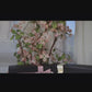Above All Else Fragrance Candle 5 Piece Set - Live Roses, Orchids and Freesia Florals