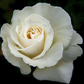 Above All Else Fragrance Candle 2 Wick Wide Rounder - Live Roses, Orchids and Freesia Florals